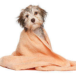Dog Grooming – Maintaining A Posh Pup